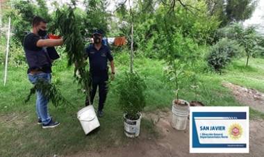 CRUZ DE CAÑA, LA PAZ : ALLANAN UNA VIVIENDA POR ROBO Y ENCUENTRAN PLANTAS DE CANNABIS SATIVA.