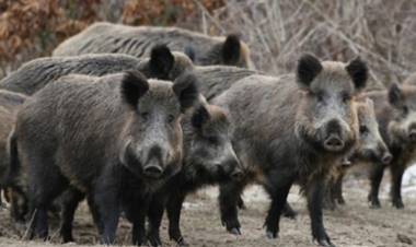 CÓRDOBA : EL JABALÍ, UNA PROBLEMÁTICA PARA EL AMBIENTE Y LA BIODIVERSIDAD.