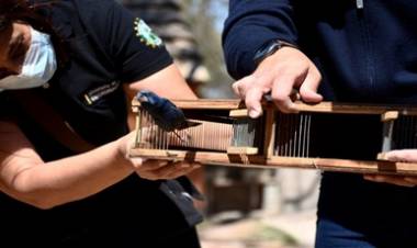 POLICÍA AMBIENTAL LIBERÓ A 60 AVES EN MARRUL, CÓRDOBA.