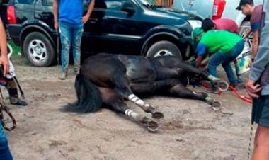  CÓRDOBA - CABALLOS DOPADOS : LOS ENCONTRARON QUEMADOS, HALLARON JERINGAS Y AMPOLLAS.