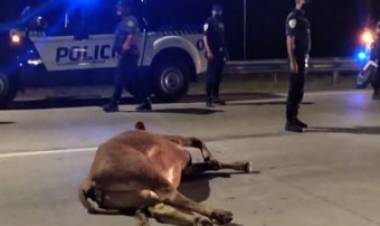  UN CONDUCTOR CHOCÓ UNA VACA EN LA CIRCUNVALACIÓN A LA ALTURA DEL ESTADIO KEMPES, CÓRDOBA.