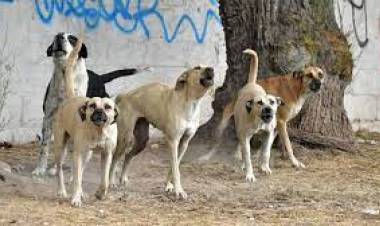 "Se lo estaban comiendo": un nene fue atacado por una jauría de perros y está en terapia.