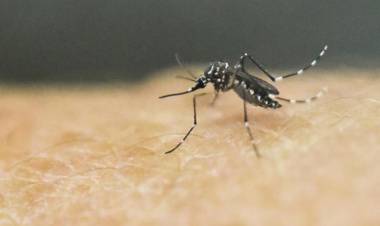 La ANMAT aprobó una vacuna contra el dengue propia de un laboratorio japonés