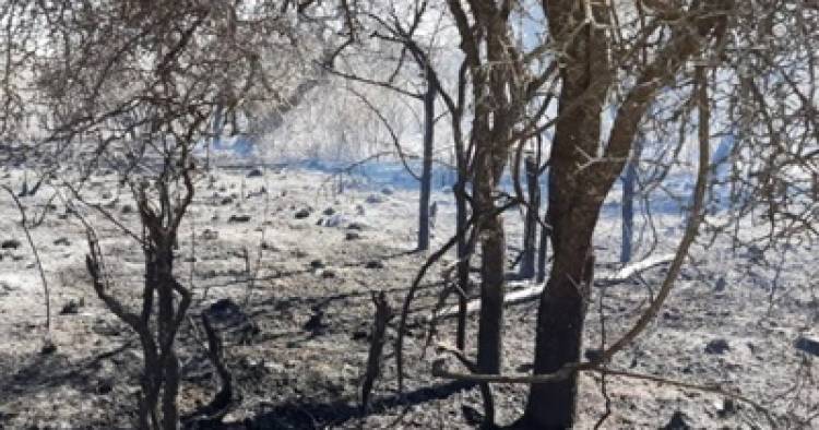 CÓRDOBA : YA SE PERDIERON MÁS DE 500 HECTÁREAS EN EL INCENDIO DEL NORTE PROVINCIAL.