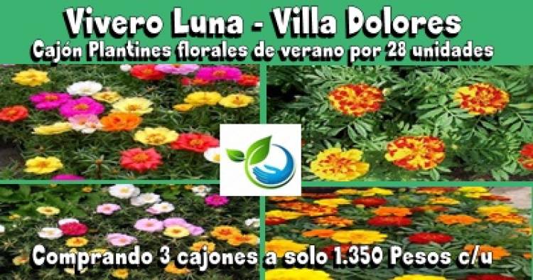 VIVERO LUNA, VILLA DOLORES : SUPER OFERTA DE 28 UNIDADES(1 CAJÓN) DE PLANTINES FLORALES DE VERANO A SOLO 1.350 PESOS, LLEVANDO TRES CAJONES.