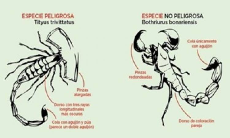 CONSEJOS Y RECOMENDACIONES PARA PREVENIR PICADURAS DE ALACRANES.