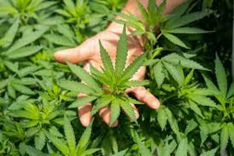 BUENOS AIRES - INÉDITO : ALUMNOS TENÍAN UNA PLANTACIÓN DE MARIHUANA DENTRO DE UNA ESCUELA.