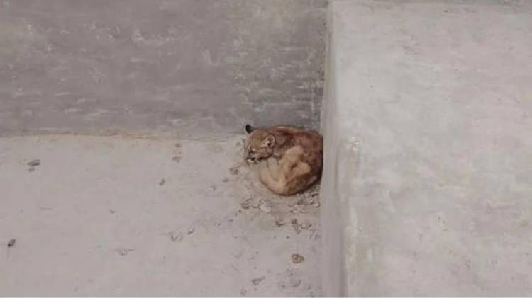 Así fue el rescate de una pequeña puma que estaba atrapada en una pileta en San Juan, Argentina.