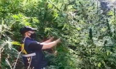  HALLARON UN CAMPO DE MARIHUANA DE 20 HECTÁREAS EN LAS DE CÓRDOBA.