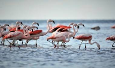  FLAMENCOS , CENTINELAS DEL MAR DE ANSENUZA, CÓRDOBA.