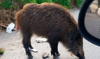 UN CAZADOR MURIÓ TRAS RECIBIR EL ATAQUE DE UN JABALÍ SALVAJE.