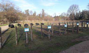 CÓRDOBA, VIVEROS PROVINCIALES : INTENSIFICAN LA PRODUCCIÓN DE ÁRBOLES.