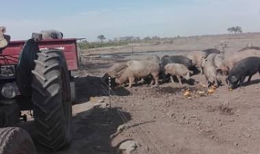 SE DETECTARON MÁS DE 20 CASOS DE TRIQUINOSIS EN CÓRDOBA.