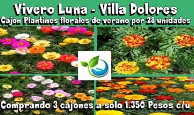 VIVERO LUNA, VILLA DOLORES : SUPER OFERTA DE 28 UNIDADES(1 CAJÓN) DE PLANTINES FLORALES DE VERANO A SOLO 1.350 PESOS, LLEVANDO TRES CAJONES.