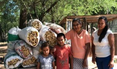 CHACO : LOS POBLADORES DEL PARQUE NACIONAL EL IMPENETRABLE HAN LOGRADO  COMENZAR A VENDER SUS VAINAS DE ALGARROBA QUE COSECHAN EN EL MONTE.