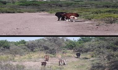 PANAHOLMA, TRASLASIERRA : SECUESTRO DE ANIMALES SUELTOS.