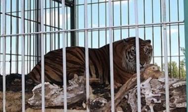 TRATAN DE REUBICAR TIGRES DE BENGALA QUE ESTÁN EN JUSTO DARACT, SAN LUIS.