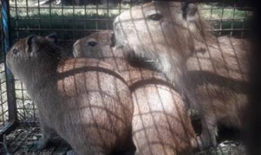  POLICÍA AMBIENTAL RESCATÓ TRES CARPINCHOS EN EL SUROESTE DE CÓRDOBA.