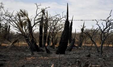 INCENDIOS FORESTALES : POR UN AÑO, DECLARAN LA EMERGENCIA ÍGNEA EN EL PÁÍS.