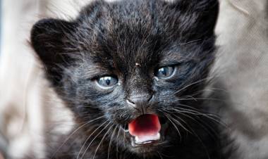 CÓRDOBA : TRASLADARON UN GATITO MONTÉS MELÁNICO AL TATÚ CARRETA.