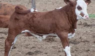 ROBARON UN TERNERO CON RABIA, LO FAENARON Y VENDIERON LA CARNE : UN PUEBLO EN VILO, EN MISIONES.