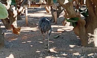 LAS ARRIAS, CÓRDOBA : ALLANARON CINCO VIVIENDAS Y DETECTARON CAZADORES FURTIVOS.