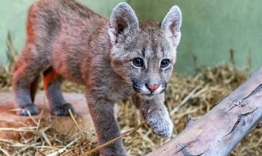 CÓRDOBA : LOS CACHORROS DE PUMA Y UNA PROBLEMÁTICA FRECUENTE.