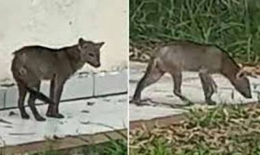 Capturado un "perro fantasma", enigmático depredador descubierto en Bolivia.