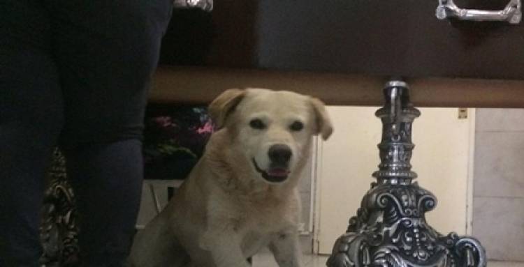 OLAVARRÍA, BUENOS AIRES : EL PERRO QUE DESPIDIÓ A SU DUEÑO,JUNTO AL CAJÓN.