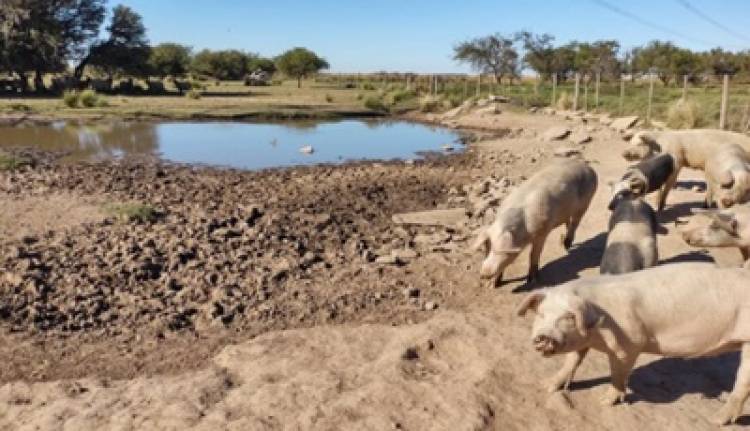 CÓRDOBA REGISTRÓ 119 CASOS DE TRIQUINOSIS POR CONSUMO DE SALAMES SIN ETIQUETAR.