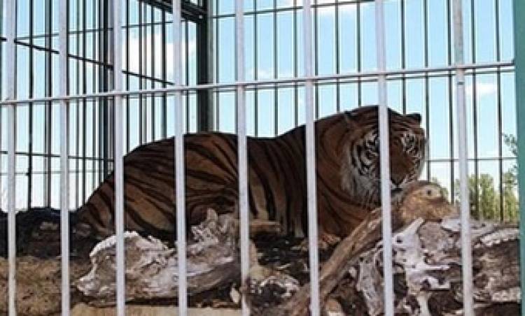 TRATAN DE REUBICAR TIGRES DE BENGALA QUE ESTÁN EN JUSTO DARACT, SAN LUIS.