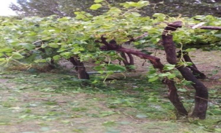 MENDOZA : EL GRANIZO GOLPEÓ A SAN MARTÍN Y PRODUCTORES DENUNCIAN LA AUSENCIA DE AVIONES DE LA LUCHA.