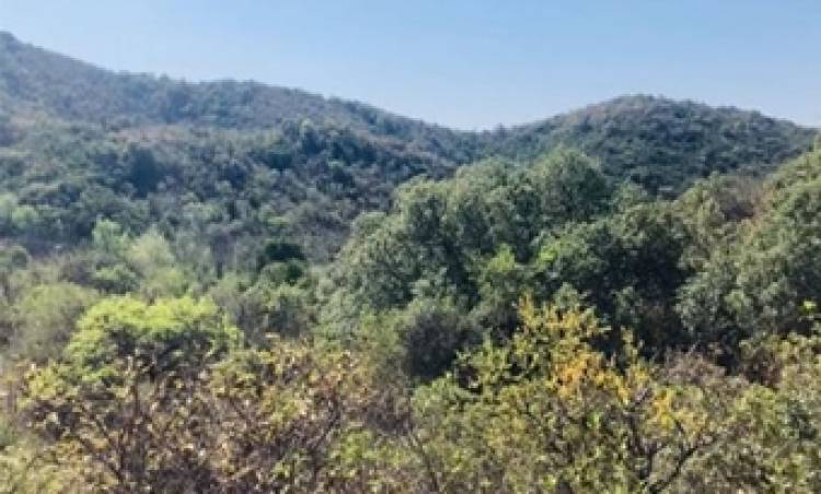 INVESTIGADORES CORDOBESES PUBLICARON SOBRE EL BOSQUE NATIVO EN LA REVISTA SCIENCE.