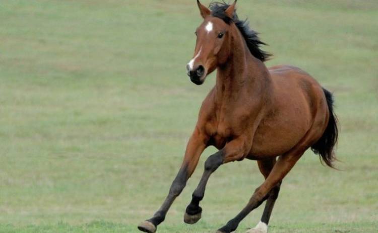 Murió un niño de 4 años al caer y ser arrastrado por un caballo, en Punilla Córdoba.