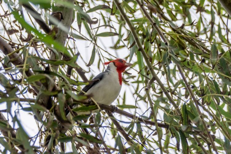 Córdoba : Policía Ambiental liberó fauna silvestre en Tránsito.