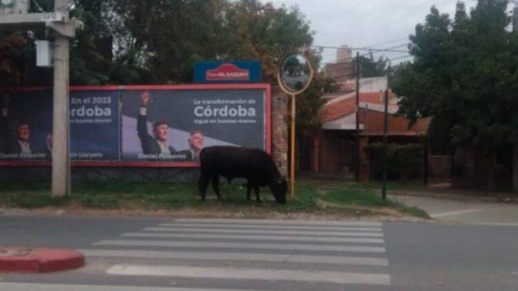 Un toro suelto en las calles de la ciudad sorprendió a los vecinos de Córdoba capital.